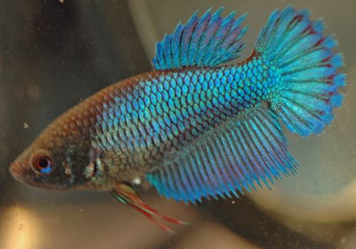 Female Betta