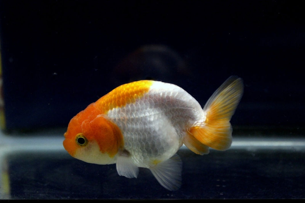 Ranchu Goldfish