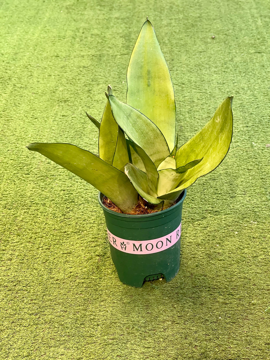 Sansevieria Moonshine (Snake Plant)