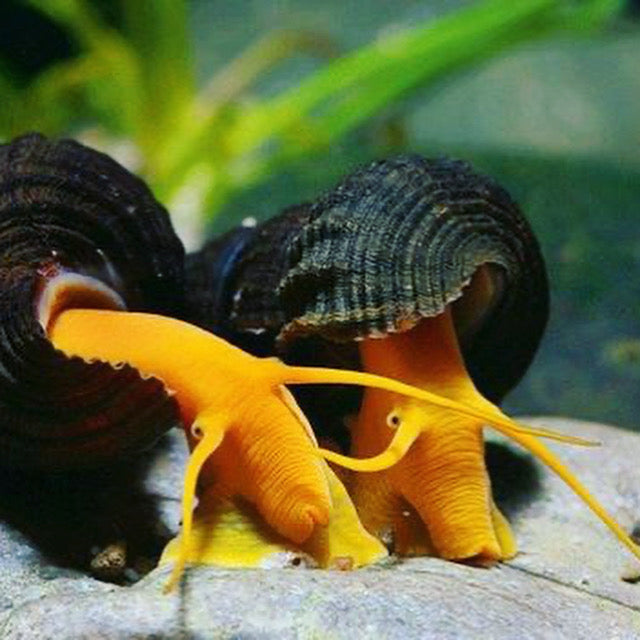 Rabbit Snail (Yellow)