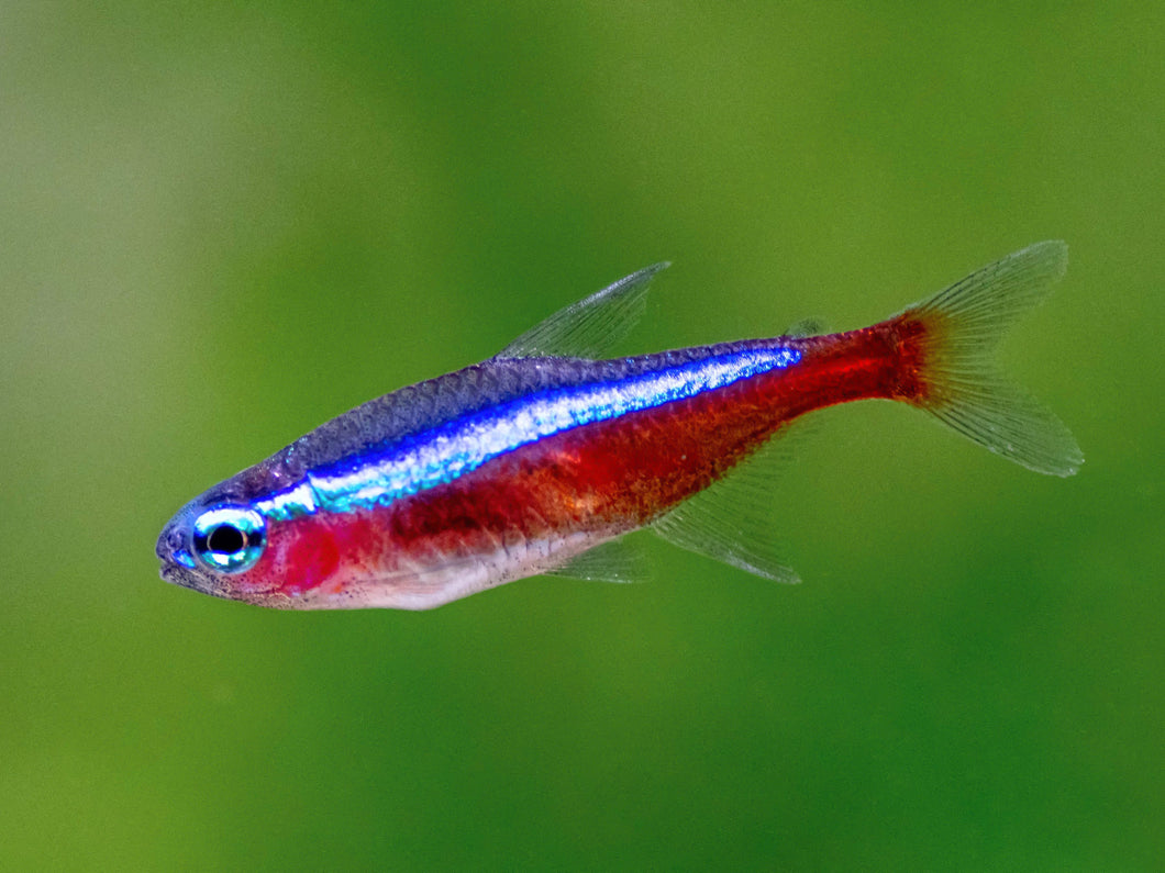 Neon Tetra