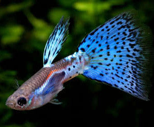 Blue Grass Guppy