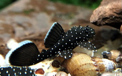 L183 Starlight Bristlenose Pleco