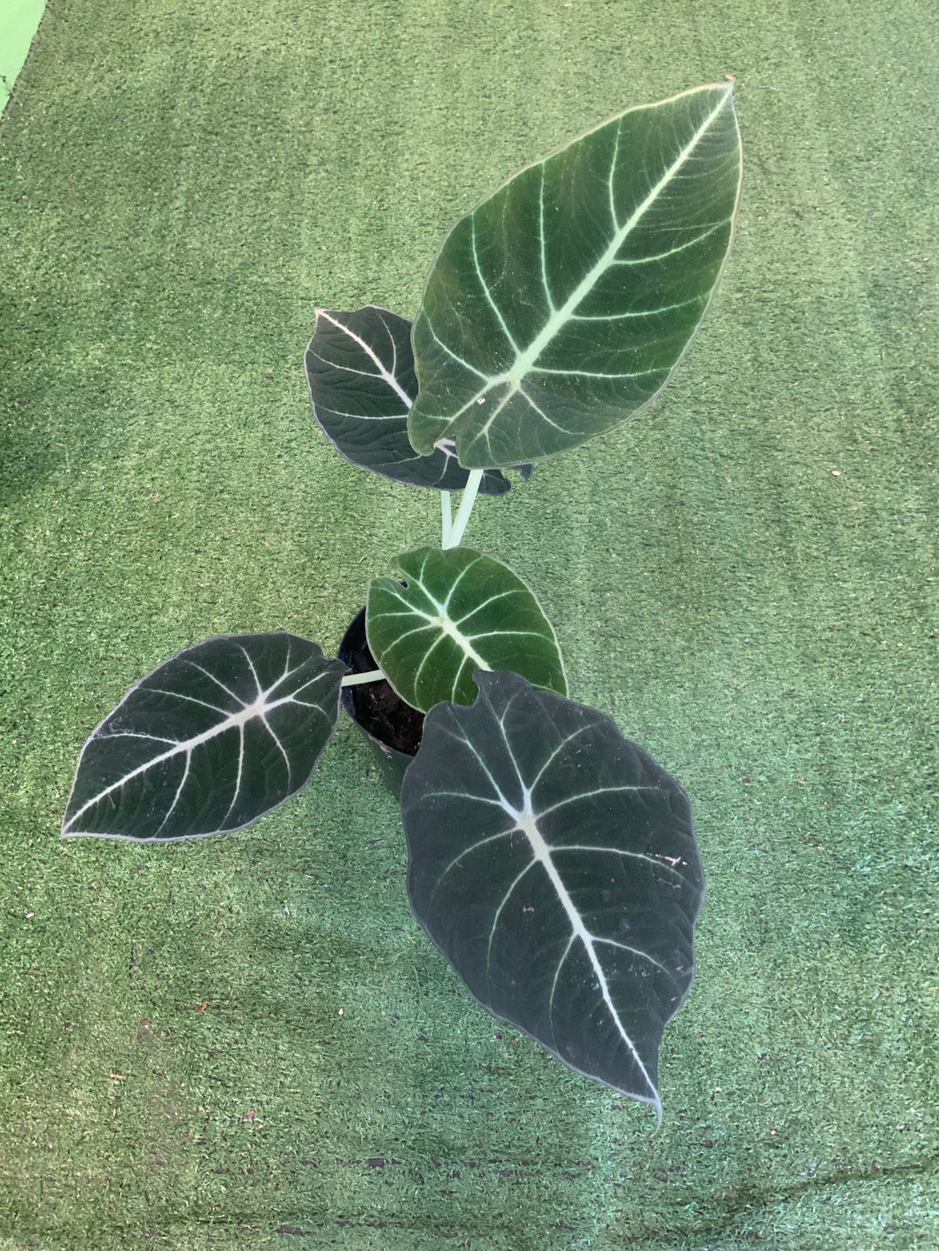 Alocosia Black Velvet