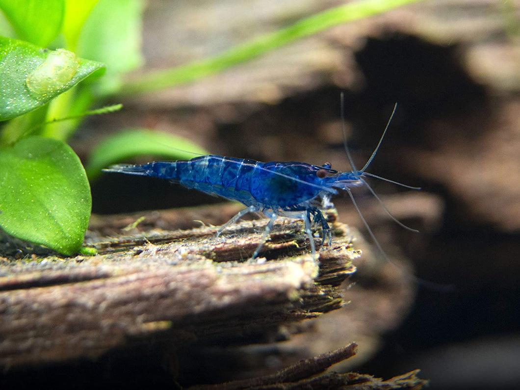 Royal Blue Shrimp