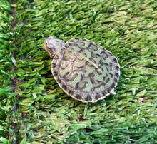 Load image into Gallery viewer, Leopard Terrapin
