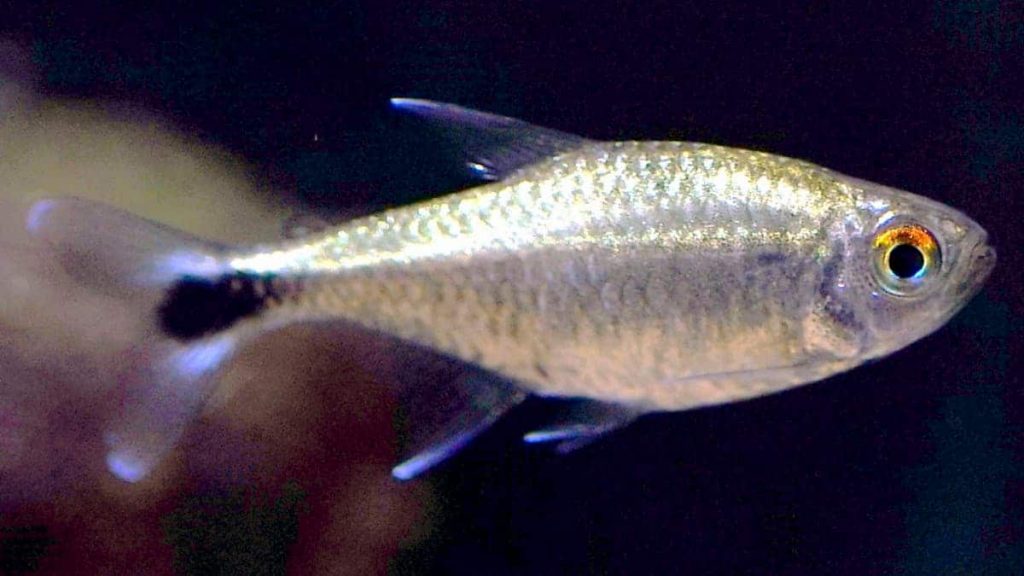 Gold Tetra