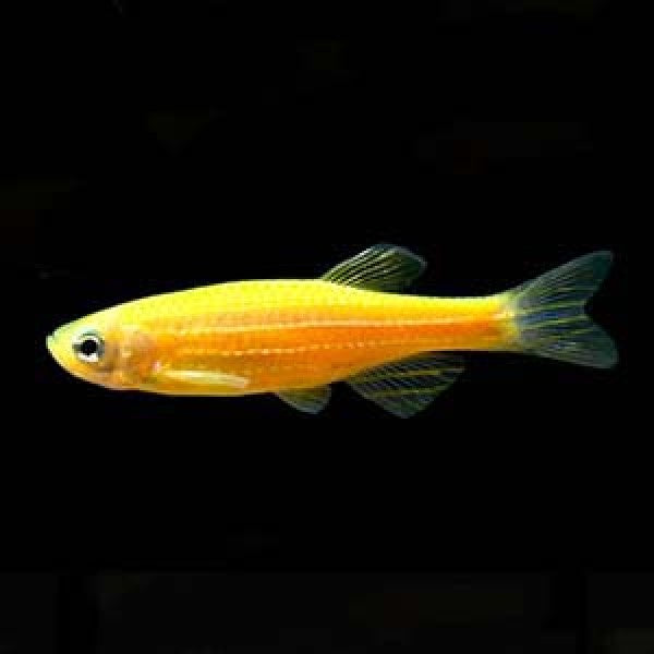 Yellow Zebra Danio