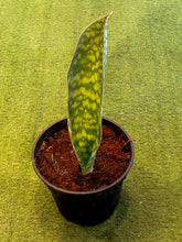 Load image into Gallery viewer, Sansevieria Masoniana Whale Fin
