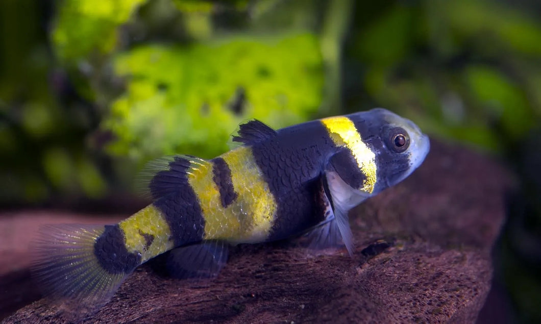 Bumblebee Goby