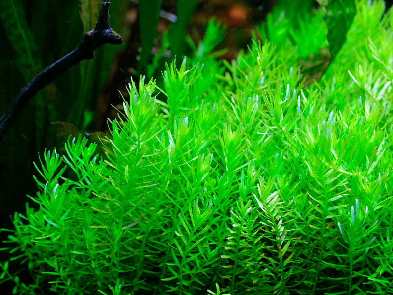 Rotala Rotundifolia Green