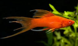 Red Double Swordtail