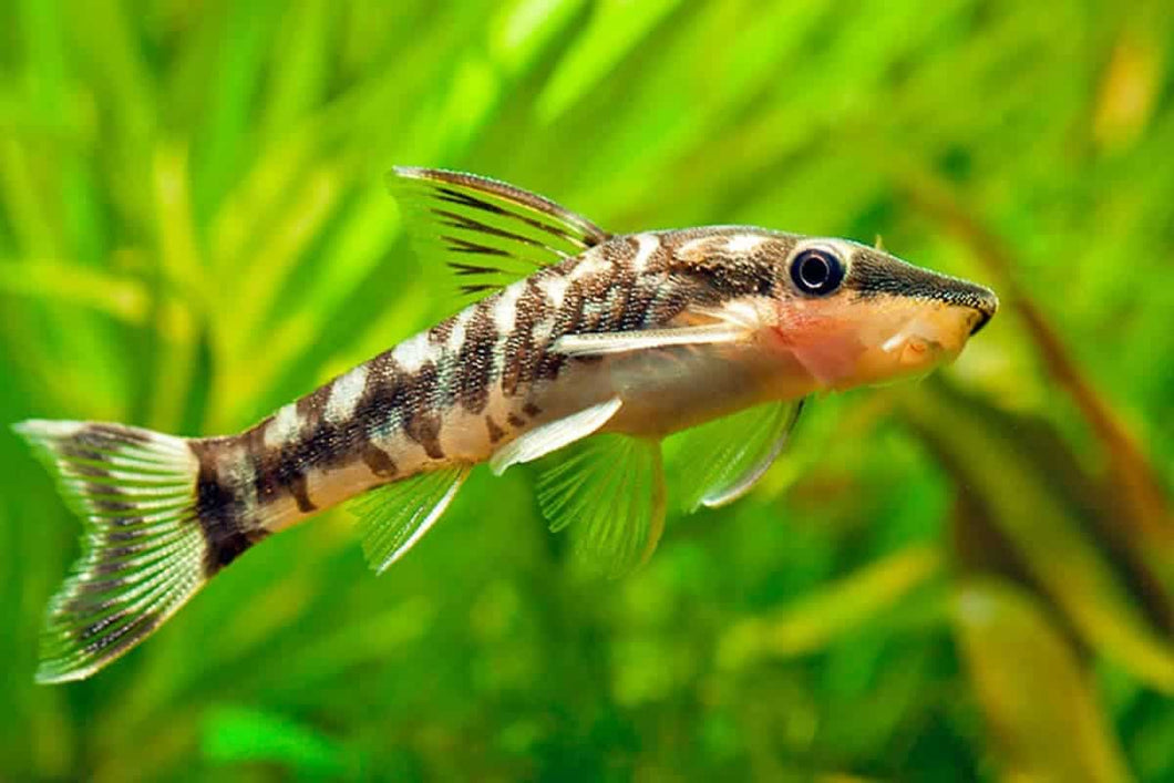 Zebra Oto (Otocinclus Cocoma)