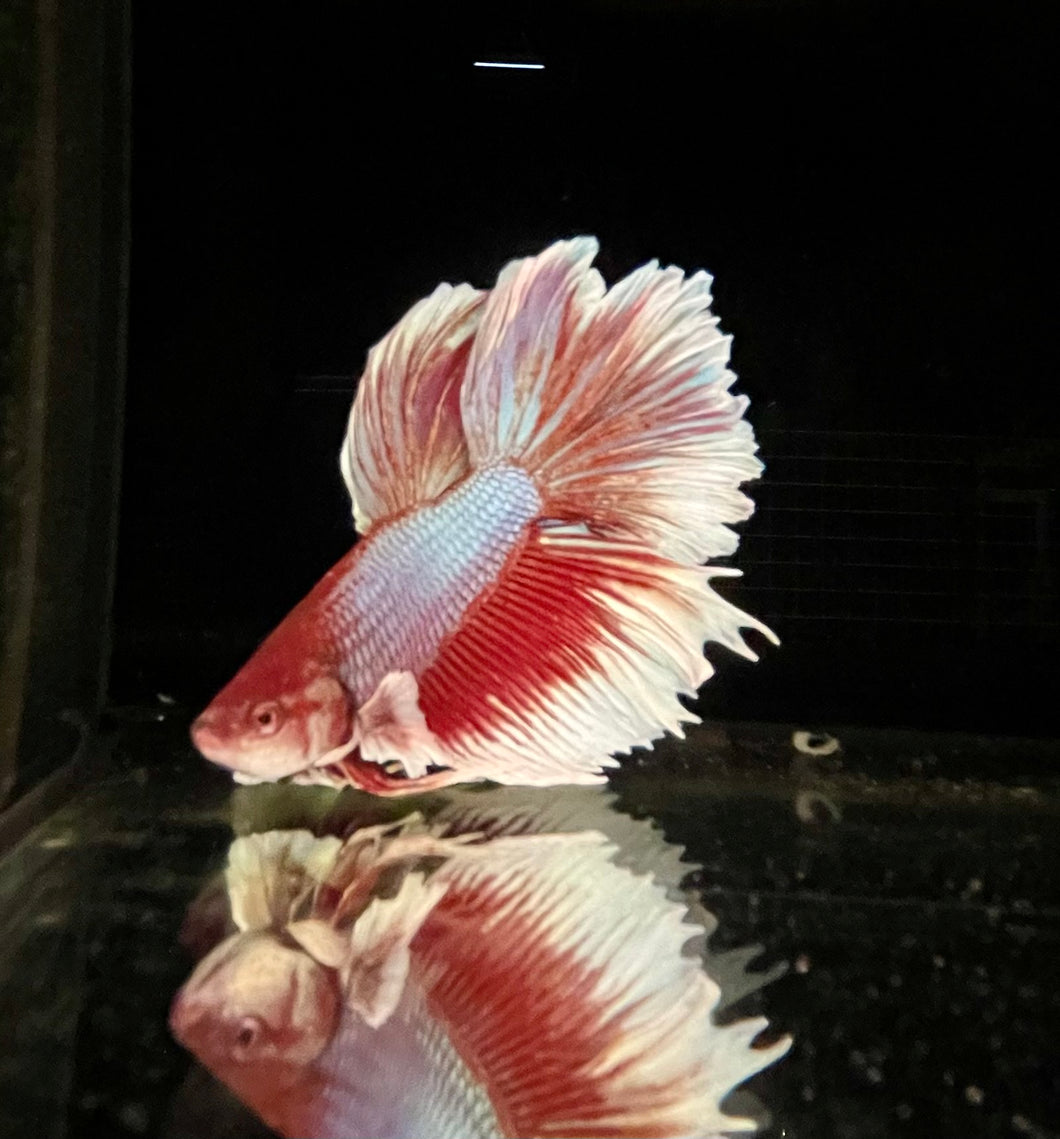 Dumbo Half Moon Betta