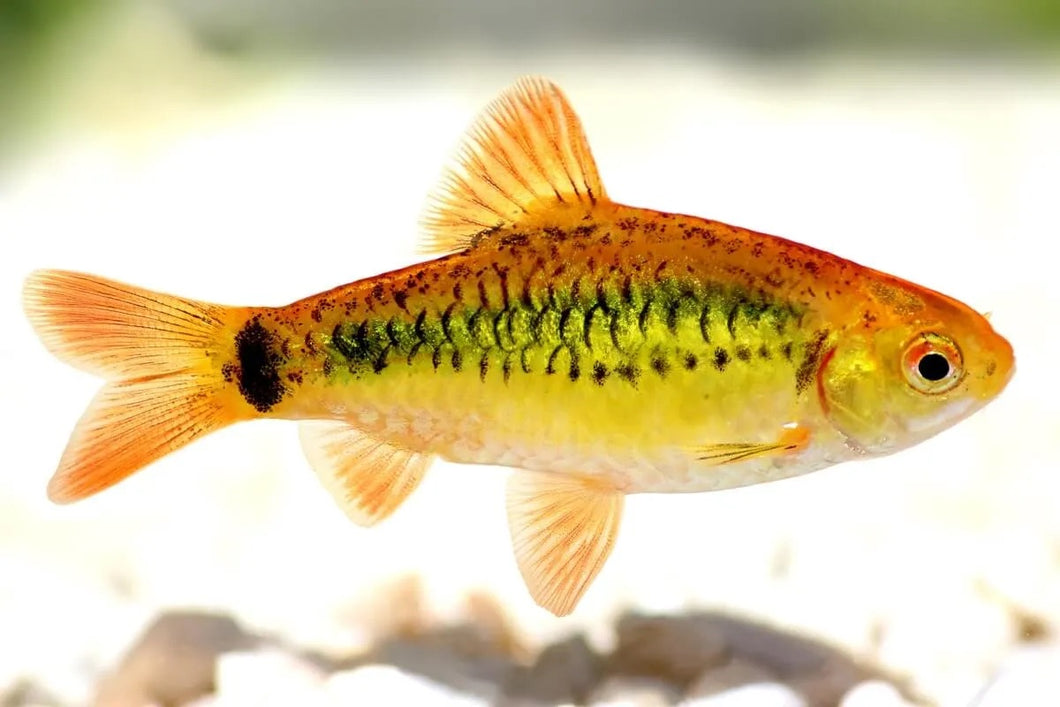 Golden Barb