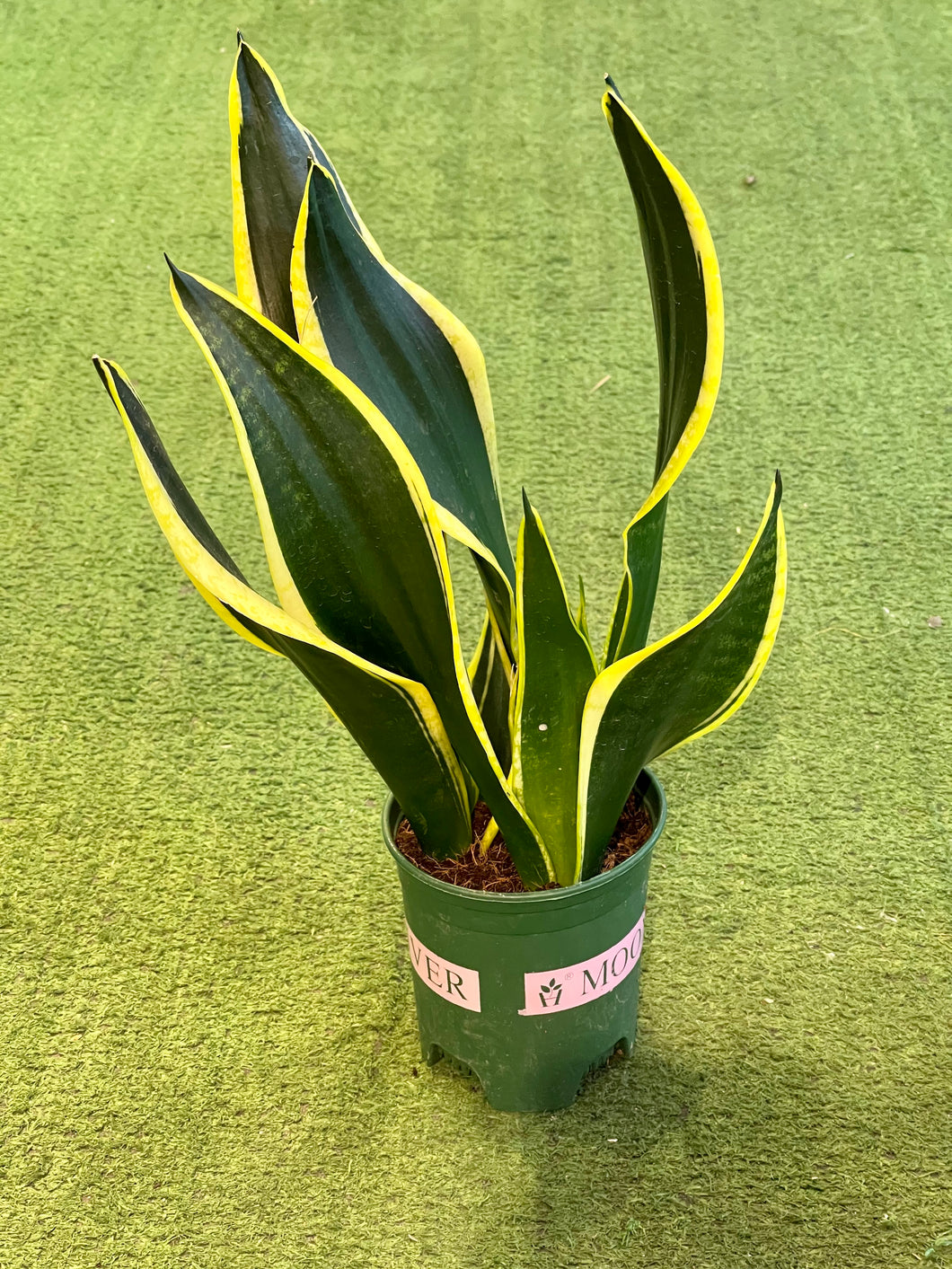 Sansevieria “Black Gold Extreme”