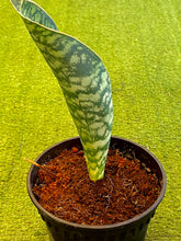 Load image into Gallery viewer, Sansevieria Masoniana Whale Fin
