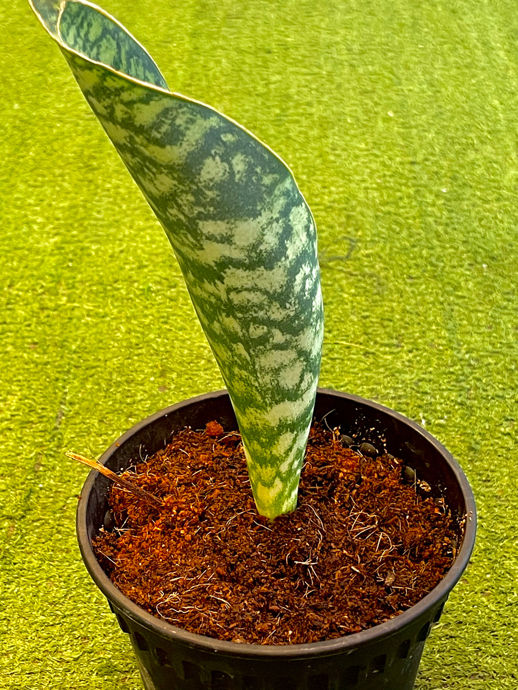 Sansevieria Masoniana Whale Fin