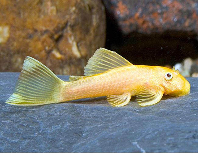 Albino Bristle nose Pleco